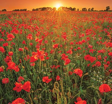 MPP822 - Poppies at Sunset - 12x18 For Sale