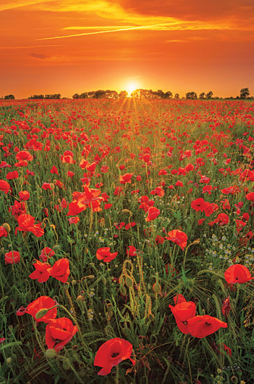 MPP822 - Poppies at Sunset - 12x18 For Sale