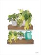 FEN589 - Plant Lover Shelves - 12x16 Discount