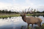 LD2683 - Bull Elk in Tetons - 18x12 For Sale