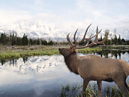 LD2683 - Bull Elk in Tetons - 18x12 For Sale