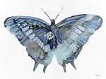 SDS1002 - Blue Butterfly - 16x12 Online