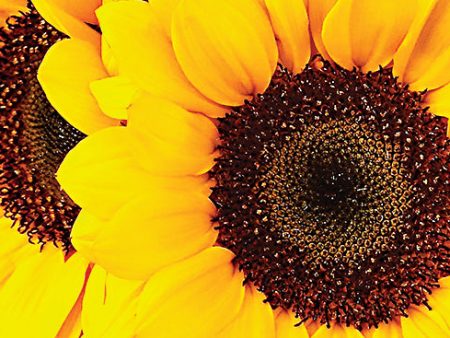 JGS404 - Sunflower Portrait - 18x12 Sale