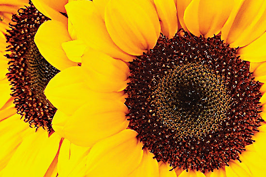 JGS404 - Sunflower Portrait - 18x12 Sale