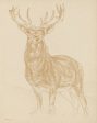 SDS858 - Buck Sketch - 12x16 Online