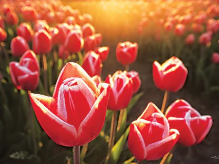 MPP825 - Tulips at Sunrise - 18x12 Cheap