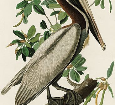 SDS964 - Audubon Brown Pelican - 12x18 For Sale