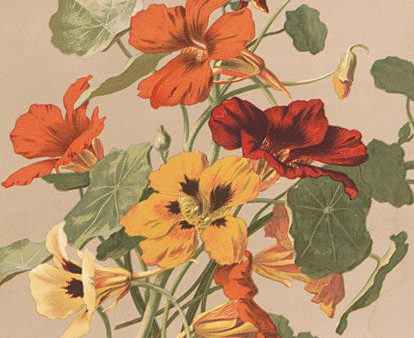 SDS950 - Antique Botanical Collection 2 - 12x18 Online Hot Sale